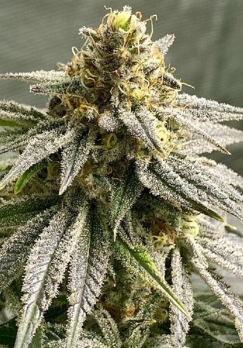 True OG marijuana strain during flowering stage. Grown from True OG seeds by Soma Seeds seedbank