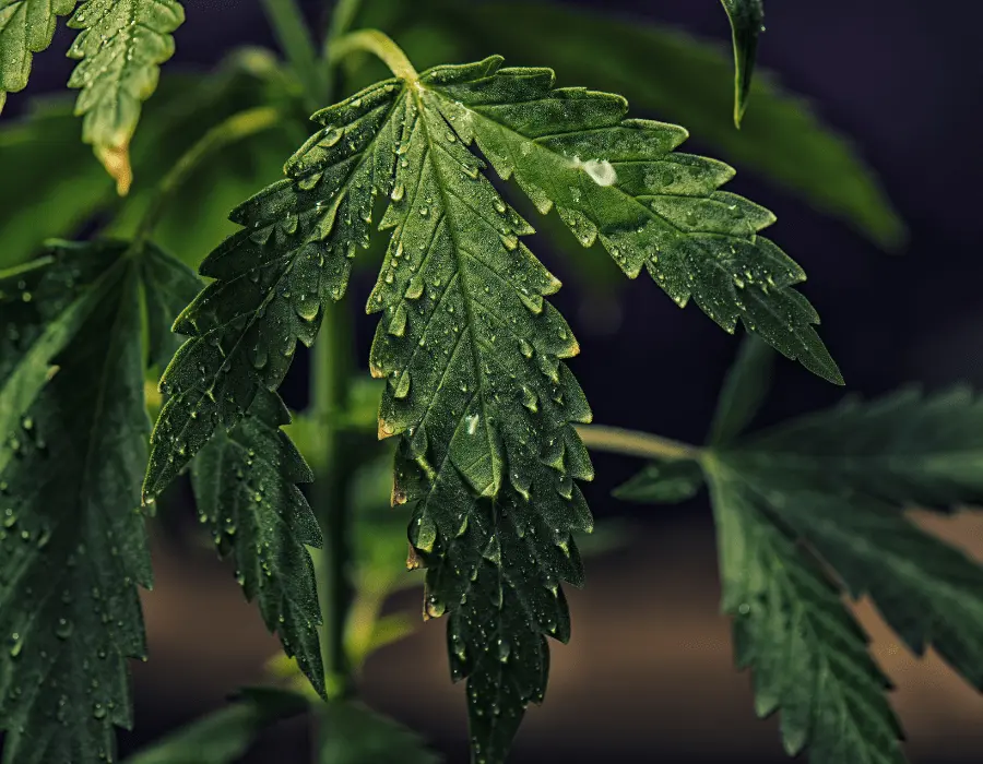 Vapor pressure deficit impacting cannabis plant