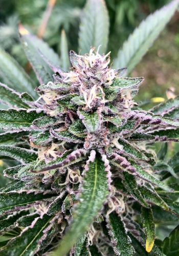 Velvet pie F2 marijuana strain with purple flowers outdoors