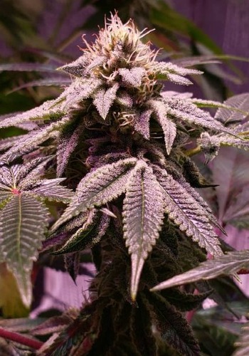 Blue Sherbalato cannabis strain growing indoors. Grown from Blue Sherbalato seeds by Pheno Finders Seeds