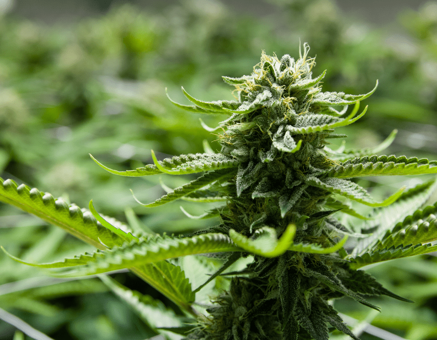 Marijuana plant treated with bud hardeners