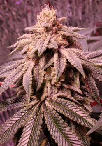 Do Z Dos marijuana strain flowering with resin-coated leaves. Grown from Do Z Dos seeds by Pheno Finders