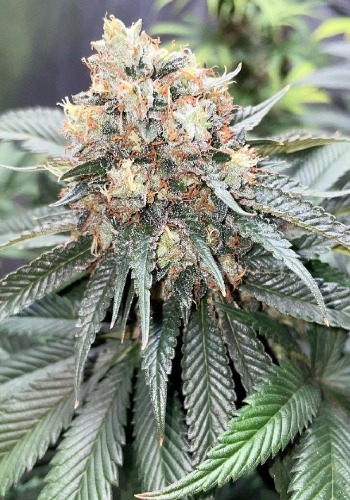 Double Cross cannabis strain in flowering stage. Grown from Double Cross seeds by Archive Seeds