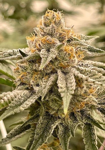 Forbidden Dream marijuana strain with trichomes. Grown from Forbidden Dream seeds by Humboldt Seeds Organization