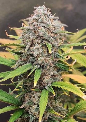 Gelato Auto marijuana strain flowering. Grown from Gelato Auto seeds by FastBuds