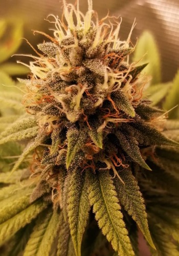 Ginger Tea marijuana strain in flowering stage. Grown from Ginger Tea seeds by Archive Seeds