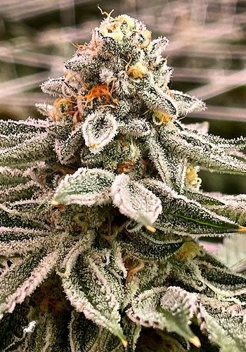 Gorilla Cookies Auto marijuana plant flowering with trichomes. Grown from Gorilla Cookies seeds by Fastbuds