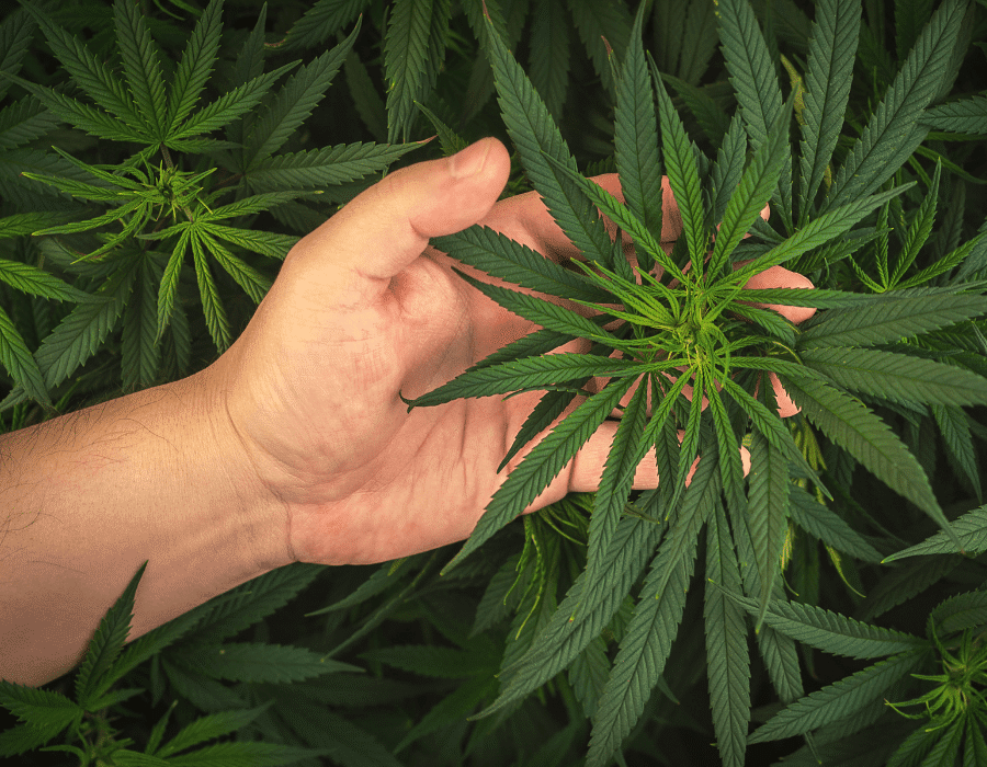 Hand holding cannabis plant while examining cannabis genetics and what they mean