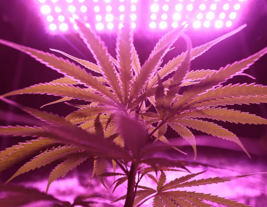 UVB increasing THC levels in marijuana plant