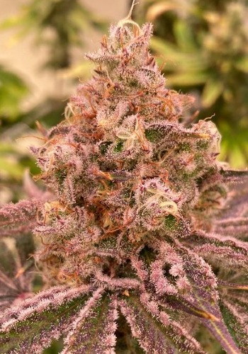 Kuntz cannabis strain. Grown from Kuntz seeds by Pheno Finders Seeds seedbank