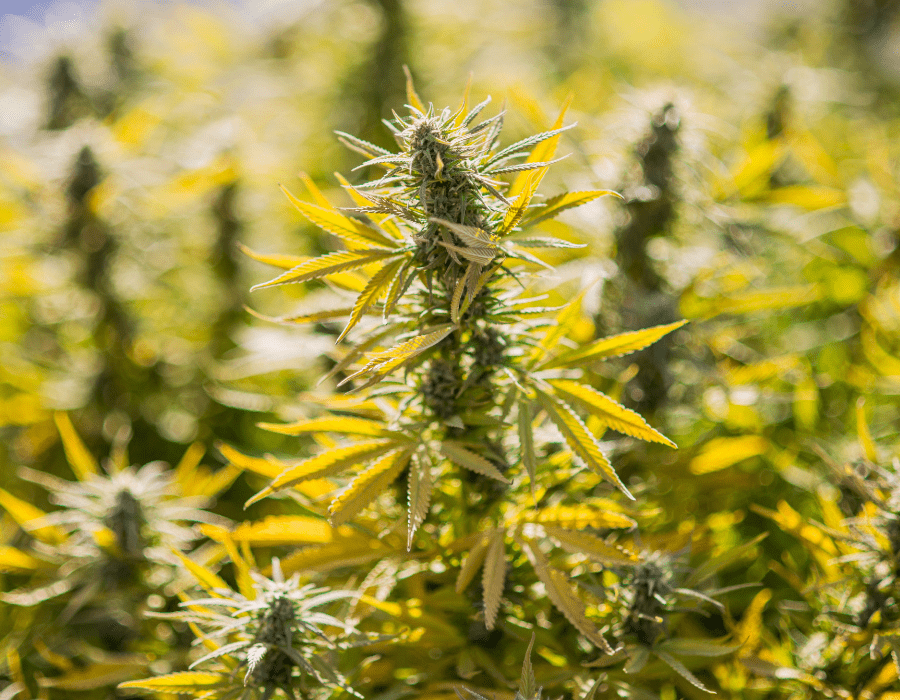 Landrace cannabis strains growing outdoors