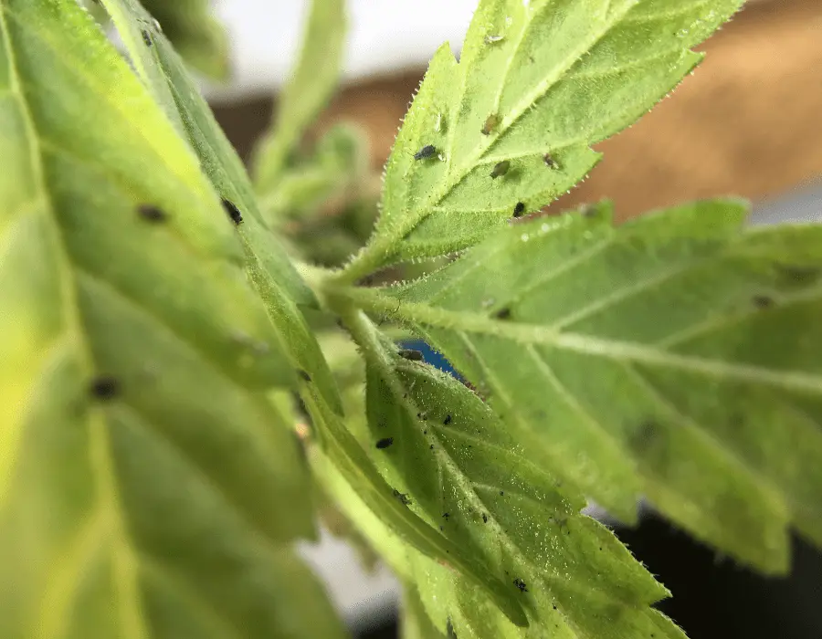 Beneficial insects used to conquer cannabis pest problems
