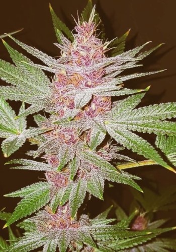 Purple Lemonade marijuana strain with purple bud. Grown from Purple Lemonade Auto seeds by Fastbuds