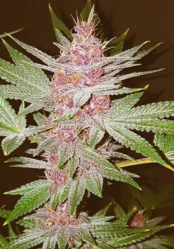 Purple Lemonade marijuana strain with purple bud. Grown from Purple Lemonade Auto seeds by Fastbuds