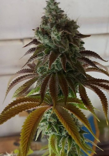 Sourwalker cannabis strain flower. Grown from Sourwalker marijuana seeds by Pheno Finder Seeds