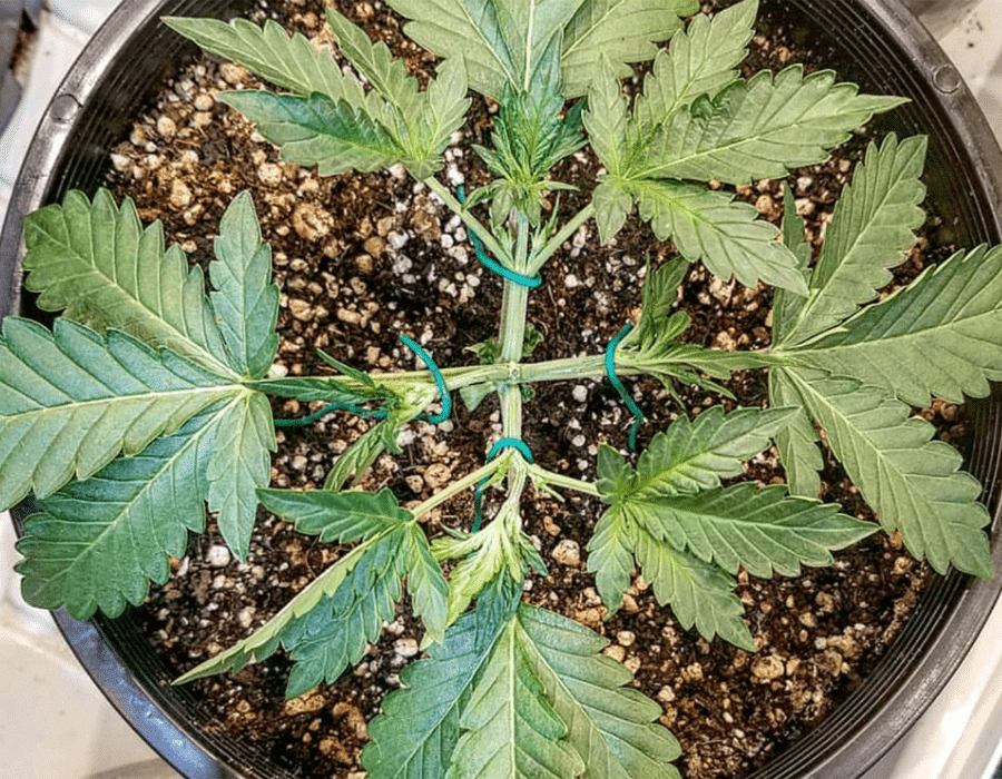 Super cropping cannabis technique used to increase yield