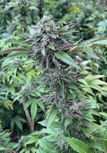 Biscotti Gelato marijuana strain flowering outdoors. Grown from Biscotti Gelato seeds by Cannarado Genetics