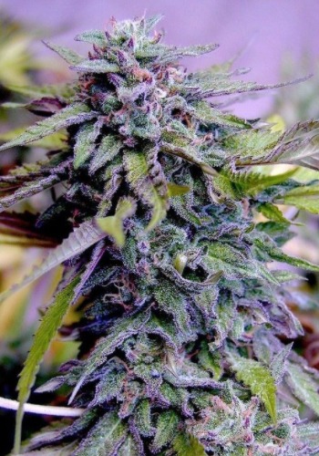 Biscotti Mintz marijuana strain in flowering stage. Grown from Biscotti Mintz seeds by Barney's Farm