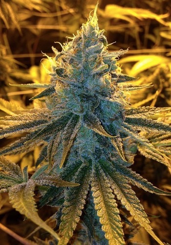 Black Star marijuana strain grown from Black Star seeds by Pheno Finders seedbank