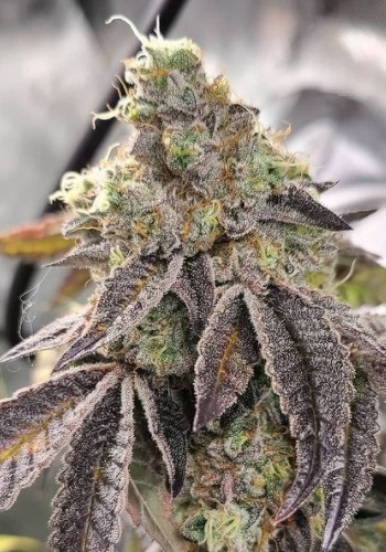 Candy Cake marijuana strain flowering. Grown from Candy Cake seeds by Jungle Boys Seeds