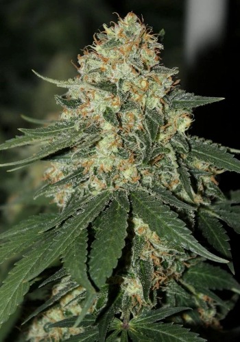 Chem Jong Un marijuana strain flowering with dense bud. Grown from Chem Jung Un seeds by Dark Horse Genetics