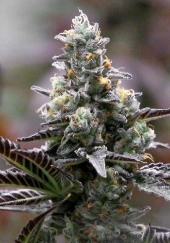 Florida Grapes marijuana strain in flowering phase. Grown from Florida Groaes seeds by Jungle Boys Seeds