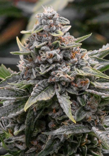 Florida Kush marijuana strain. Grown from Florida Kush seeds by Jungle Boys Seeds seedbank