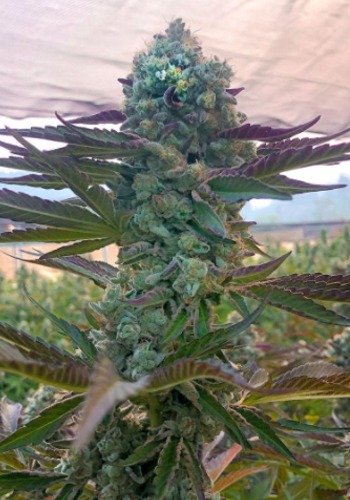 Fromage Blue marijuana strain grown from Fromage Blue seeds by Pheno Finders Seeds seedbank