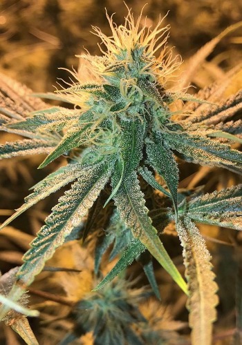 Granddaddy Confidential marijuana strain flowering. Grown from Granddaddy Confidential seeds by Pheno Finders seeds
