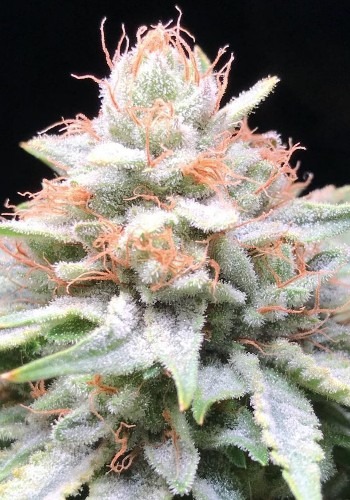 LA Fire marijuana strain flowering with orange pistils. Grown from L.A Fire seeds by Pheno Finders Seeds