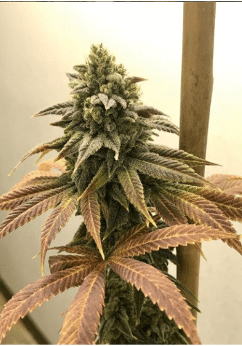 Lemon Slushee marijuana strain. Grown from Lemon Slushee seeds by Cannarado Genetics