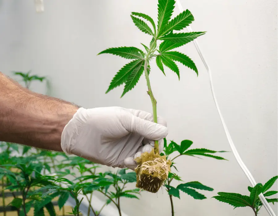 Mycorrhizae Fungi Benefits Cannabis Plants