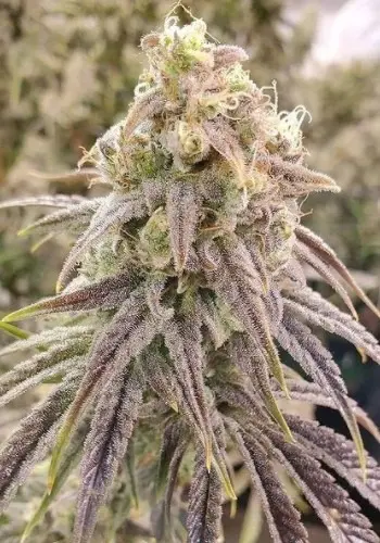 Notorious OG marijuana strain grown from Notorious OG seeds by Pheno Finders Seeds