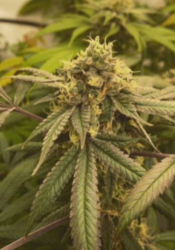 Papusas marijuana strain grown from Papusas seeds by Cannarado Genetics