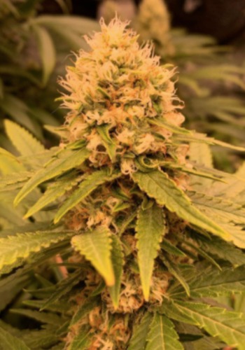 Runtz marijuana strain grown from feminized Runtz seeds by Elev8 Seeds