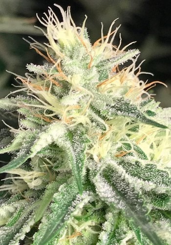 Sowah Sherbert marijuana strain during flowering stage. Grown from Sowah Sherbert seeds by Pheno Finders seeds