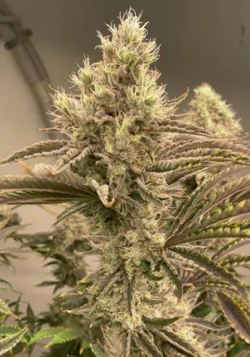 TK LATE seeds by Jungle Boys Seeds grown into flowering marijuana strain