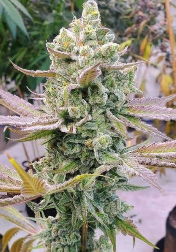 Topango Canyon strain of marijuana grown from Jungle Boys Seeds' Topango Canyon OG seeds