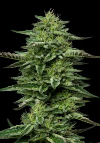 Zacks Pie marijuana strain grown from Zacks Pie seeds by Jungle Boys Seeds