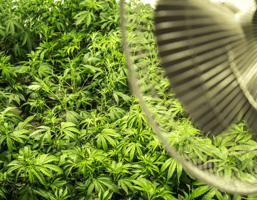 Fan provides growth promoting airflow for cannabis plants