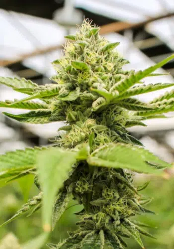 Gooie marijuana strain in flowering phase. Grown from Gooie seeds by Dank Genetics seeds