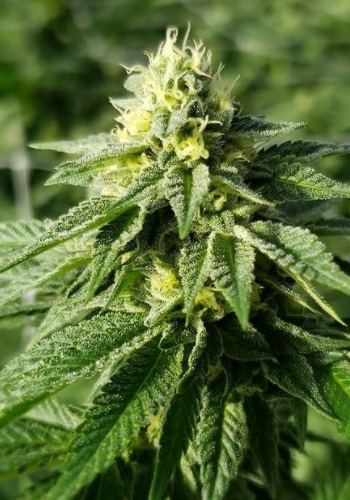 Junglato marijuana strain flowering outside. Grown from Junglato seeds by Jungle Boys Seeds