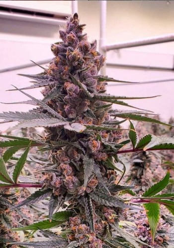 Jungle Driver strain flowering with large dense bud. Grown from Jungle Driver seeds by Jungle Boys Seeds