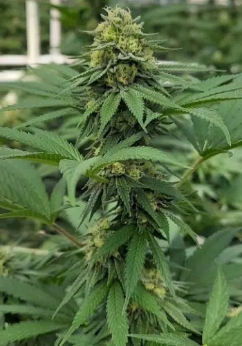 Super Reme marijuana strain grown from Super Reme seeds by Dank Terpenes seedbank