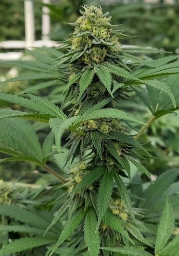 Thanoz marijuana strain flowering outdoors. Grown from Thanoz seeds by Dark Horse Genetics