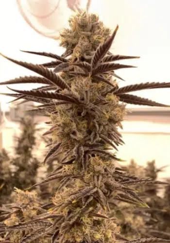 Urkle Zplitter marijuana strain with large cola. Grown from Urkle Zplitter by Dank Terpenes
