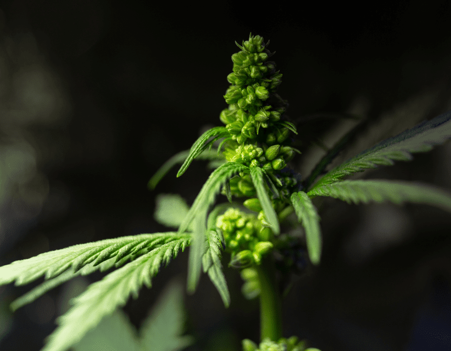 What causes Bananas on Cannabis Buds? Marijuana Grow Shop