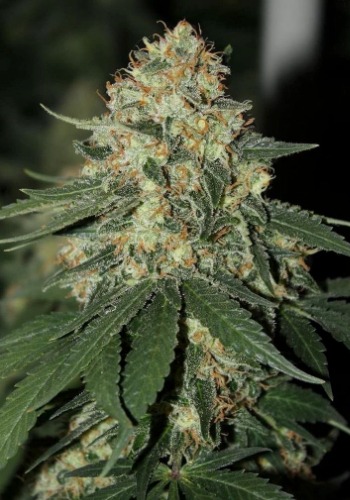 Dead Band marijuana strain with large bud. Grown from Dead Band seeds by Dank Terpenes seedbank