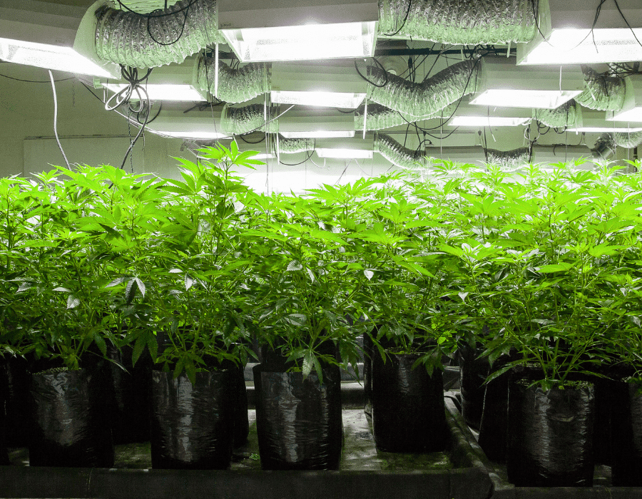 Optimizing HVAC Systems in Cannabis Cultivation - Marijuana Grow Shop