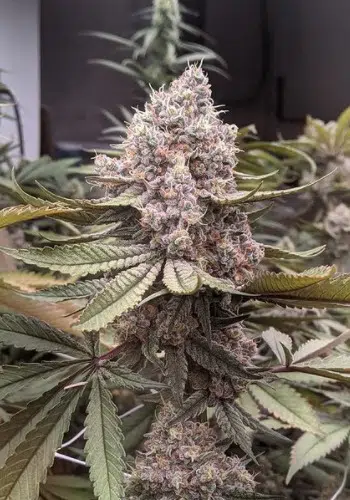 Jungle Wife marijuana strain with large dense bud. Grown from Jungle Wifi seeds by Jungle Boys Seeds